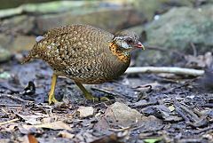 Scaly-breasted Partridge